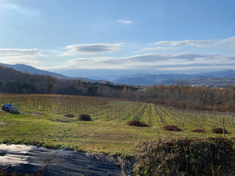 北海道余市のぶどう畑を訪問してました