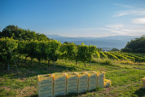 日本ワインを選ぶ理由は、味だけではない