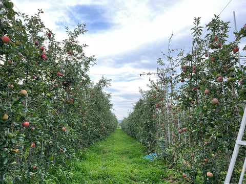 ひかるの畑を紹介させてください。