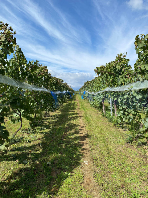楠わいなりーさんの収穫体験に参加してきました