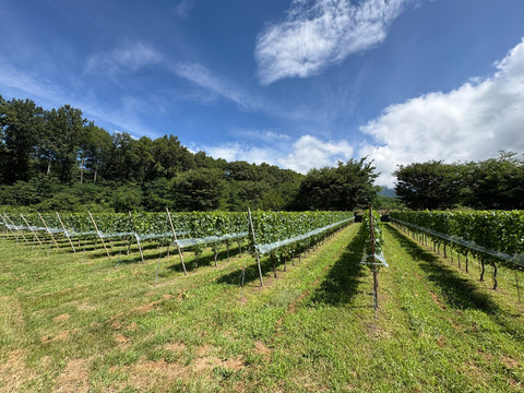 なかだ農醸（NAKADA WINES）を紹介させていただきます。