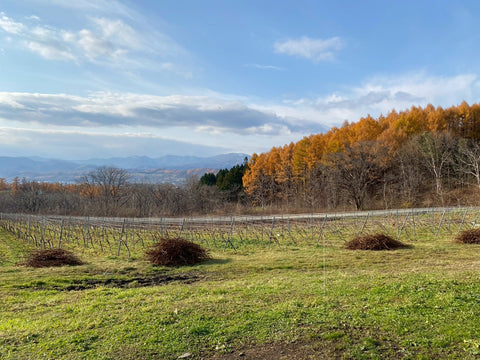 世界が注目する産地　北海道のワインについて