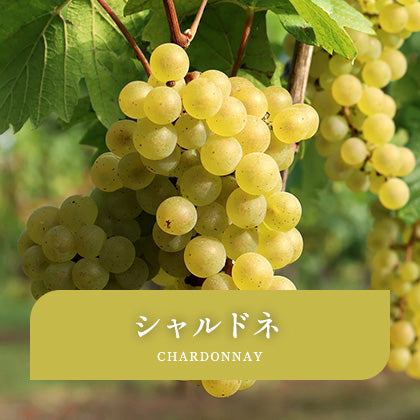 シャルドネ